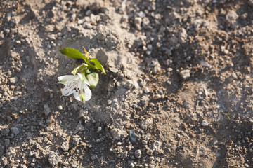 On single flower on show on the ground