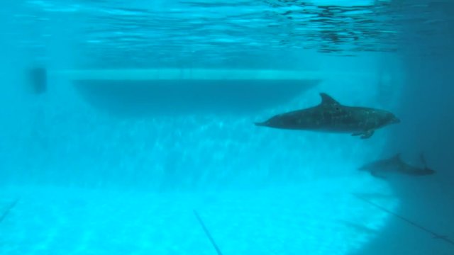 Underwater shooting. Dolphins slowly swim in the pool.