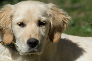 Puppy dog, golden retriever puppy, labrador