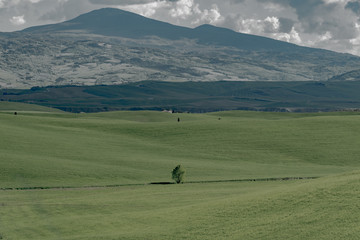 Obraz premium stunning landscape of green hills of the Val d'Orcia in Tuscany, the land of wine brunello of the city of Siena and Montalcino
