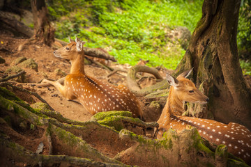 Deers resting in forest  in trees shade