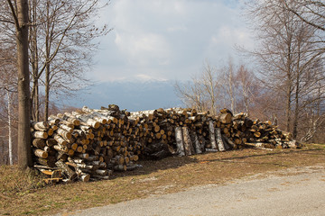 Stacked Firewood by the Forest Road - Piles of wood - firewood