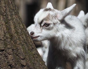 Goatling cute near the tree close up