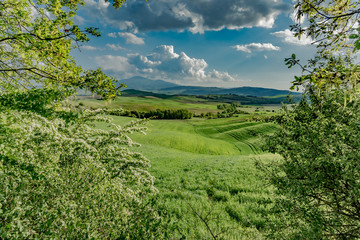 Obraz premium stunning landscape of green hills of the Val d'Orcia in Tuscany, the land of wine brunello of the city of Siena and Montalcino