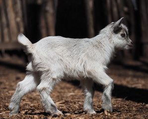 Naklejka na ściany i meble Goatling cute near the trees at the village close-up