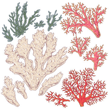 Colored Corals Set