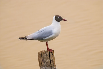 Brown-hooded gull, Patagonia, Argentina