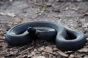 Snake black creeps on the leaves at the forest