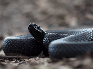 Snake black curled up in a ball on leaves at the forest