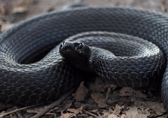 Snake black curled up in a ball on the leaves at the forest