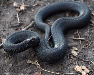 Snake black creeps  on leaves at the forest and looking at camera