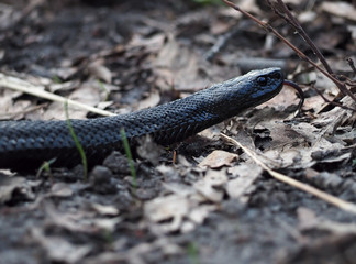 Snake black creeps  on leaves at forest