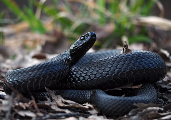 Snake black creeps  on leaves at the grass