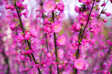 Background of beautifully blooming sakura