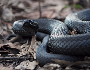 Snake black creeps  on leaves at the autumn leaves