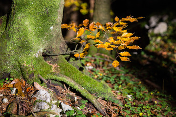 Obraz premium New tree sprout on old Tree Trunk - New life in forest on Oak Tree