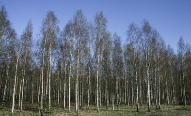 Obraz premium Birch Tree