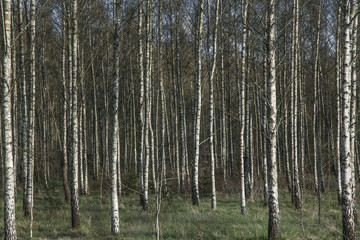 Obraz premium Brzozowe pnie