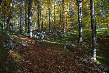 Dirt Forest Path in autumn colors with falling foliage