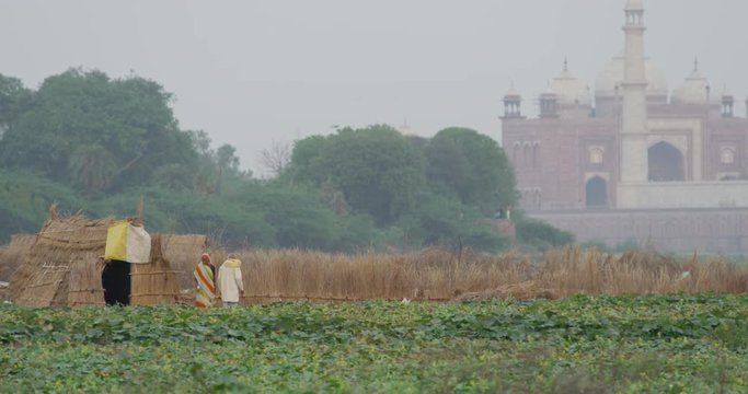 Kakri (Indian Cucumber), and Ghiya (Bottle Gourd) farmers work with the Taj Mahal as their backdrop