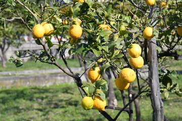 Limoni del Mediterraneo
