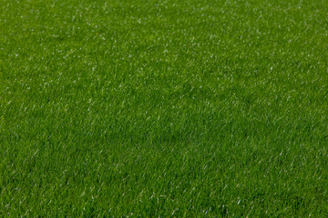 Fototapeta premium Green grass lawn