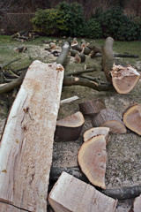 F&auml;llen einer Eiche im Garten