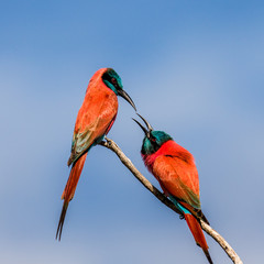 Two Carmine Bee-eaters are sitting on a branch against the blue sky. Africa. Uganda. An excellent illustration.