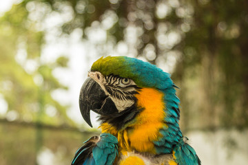 Blue and gold ara macaw parrot in Singapore Sentosa bird park © umike_foto