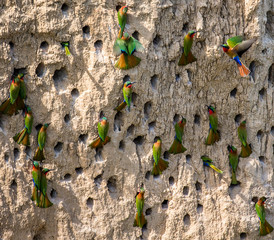 Big colony of the Bee-eaters in their burrows on a clay wall. Africa. Uganda. An excellent...