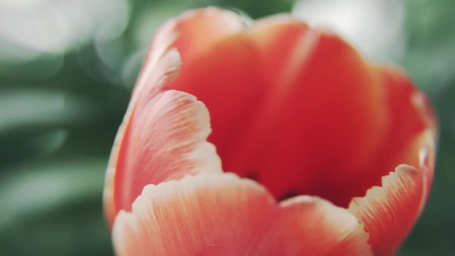 Tulip in macro with blurred out background with green nature - blur close up boke green hd slide 1920 1080 25 fps fullhd nature flower rose red pink bud petal white footage day
