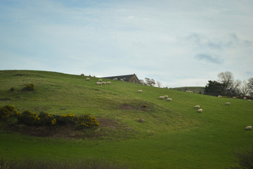 Fototapeta premium Schafe, Wiese, Schaf, Lamm, England, Schottland, Haus, Alt, Grassen, Grass
