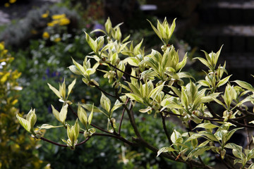 weissbunter  Hartriegel (Cornus  alba  Elegantissima)