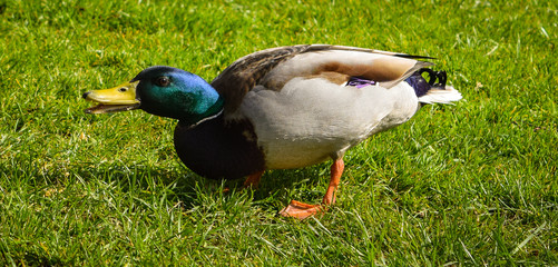Drake, Mallard, Grass, Mallard, Duck, Stock, Ente, Stockente