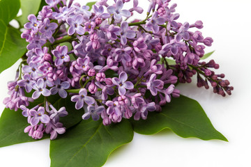 Obraz premium Flowers lilacs isolated on white background