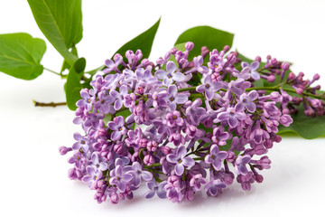 Flowers lilacs isolated on white background