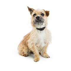 Shaggy Border Terrier Crossbreed Dog
