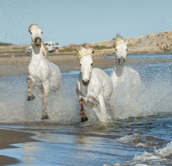White Camargue Horses galloping along the beach in Parc Regional de Camargue - Provence, France.