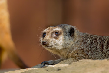 Erdmännchen liegt 