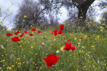 Countryside with trees and poppies in Windy Day