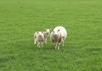 Three sheep grazing on meadows in Scotland.