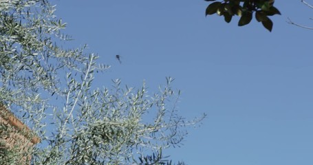 Women's March in Los Angeles, California. Over 500,000 people gathered in downtown Los Angeles. January 21, 2017
