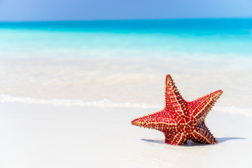Tropical beach with starfish