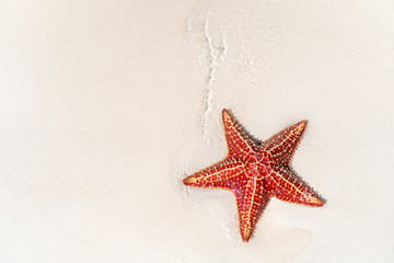 Tropical beach with starfish