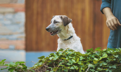 Curious puppy black and white half-blood dog with her tongue out standing near the man on the wall
