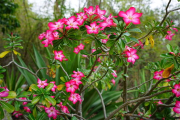 Pink desert rose flowers (Adenium Obesum)