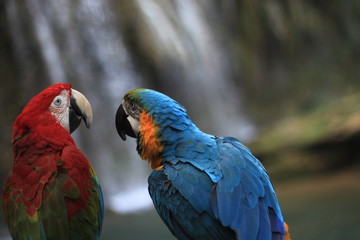 parrot