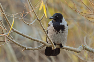 The Gey Crow  ( Corvus cornix) on  the autumn branch