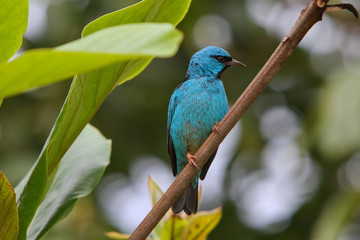 The Blue dacnis ( dacnis cayana, male) on the branch.