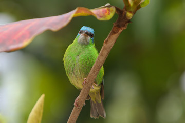 The Blue dacnis ( dacnis cayana, female) on the branch.